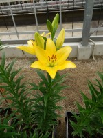 [5052 Scipione No01.JPG]